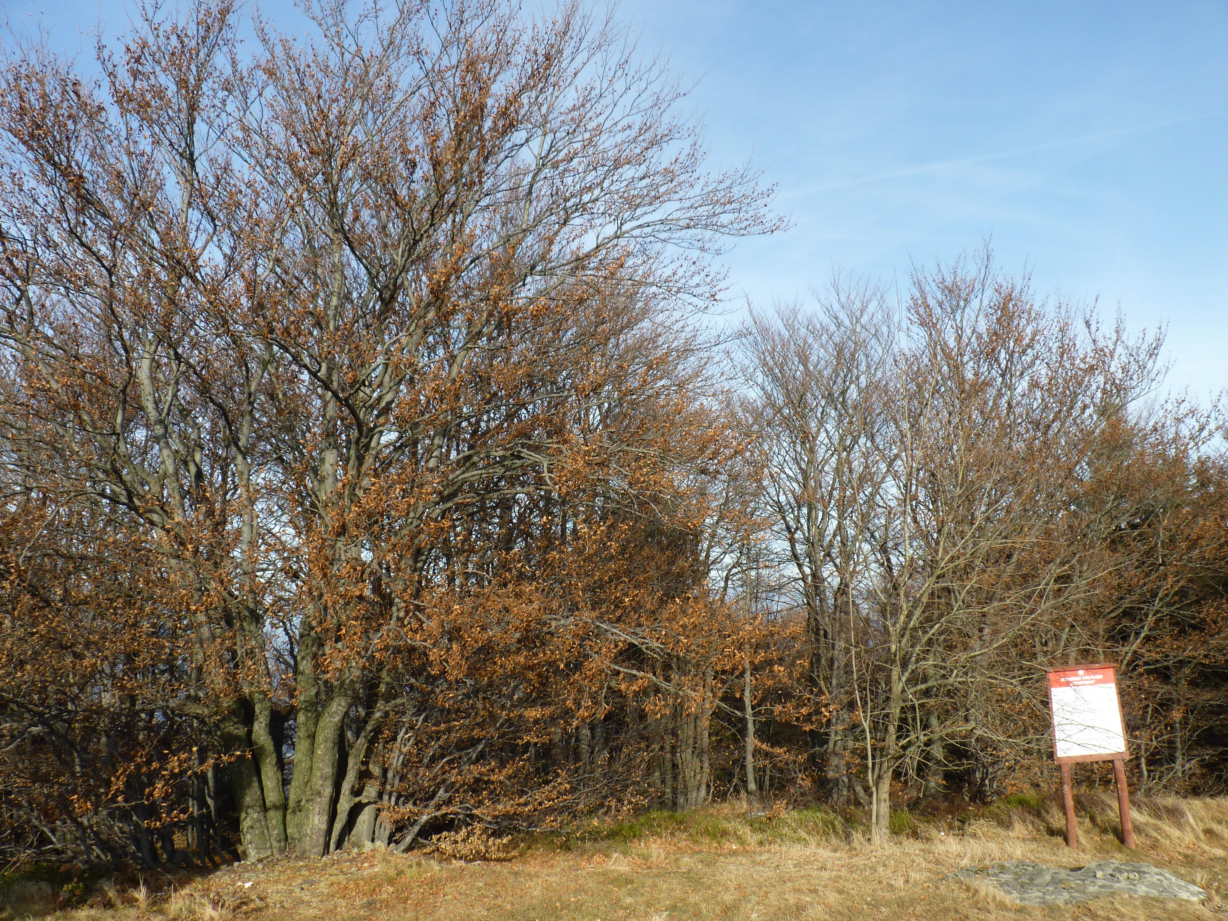 Rezerwat przyrody Czantoria